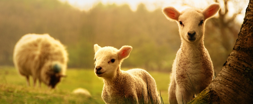 Объявления о сельскохозяйственных животных | ЗооТом - продажа, вязка и услуги для животных в Северской