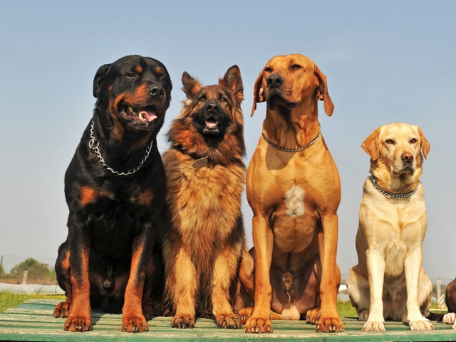 Крупные породы собак в Северской | ЗооТом портал о животных